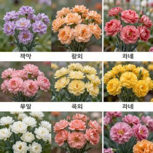카네이션 색깔별 꽃말과 의미를 시각화한 다양한 색상의 카네이션 사진