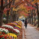 2026 청남대 가을축제 정보와 즐기는 방법 가을 단풍이 물든 청남대 메타세콰이어길과 화려한 국화 전시 장면