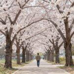 벚꽃 나무 일러스트 쉽게 그리는 방법과 활용 아이디어 벚꽃 나무 일러스트 그리는 단계별 과정과 완성된 디지털 그림 예시