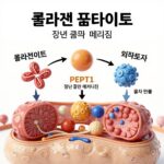 콜라겐 펩타이드의 장내 흡수 메커니즘과 PEPT1 수송체를 설명하는 다이어그램
