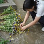 깨끗이 씻어 말린 민들레 꽃과 티포트