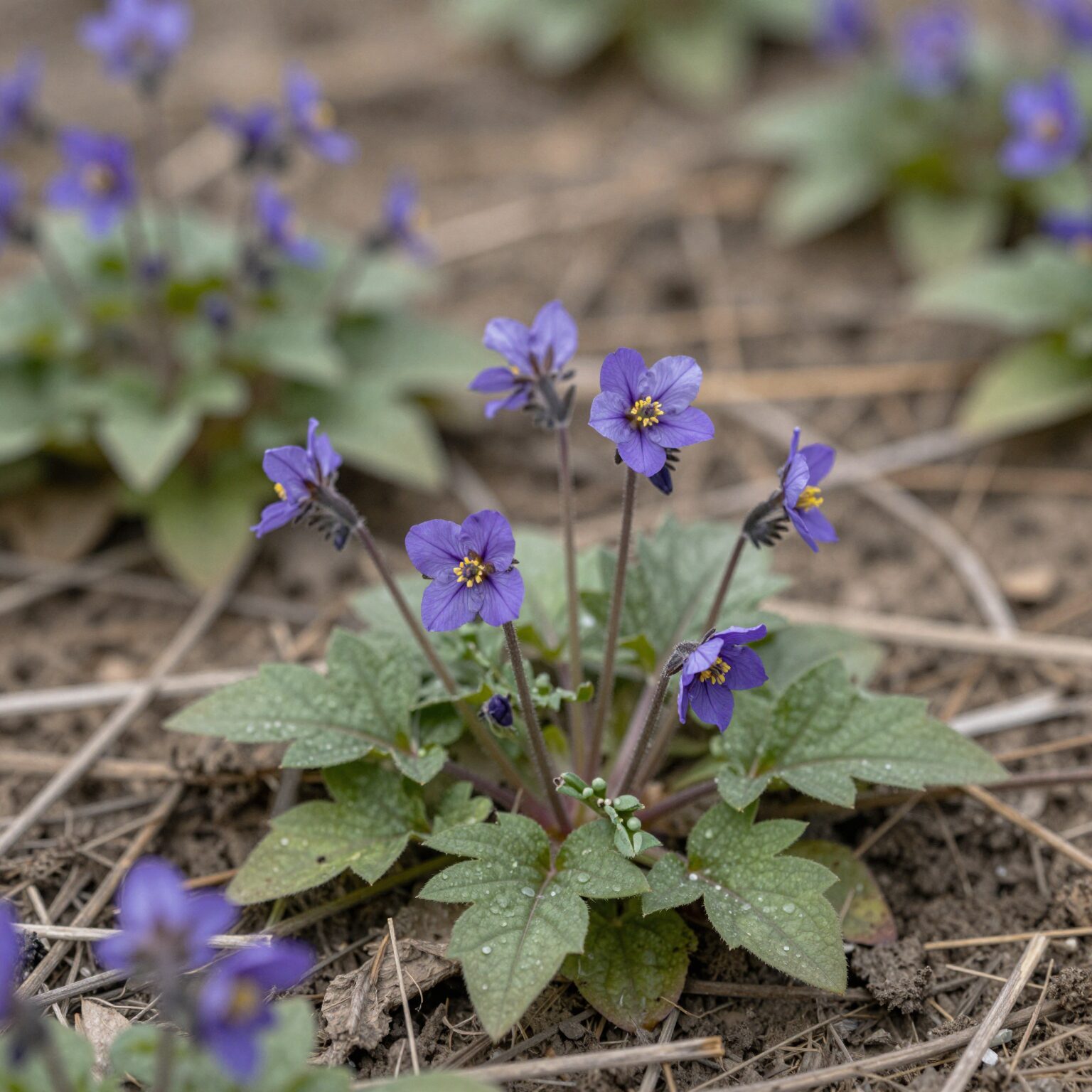 들판에서 자라는 보라색 엉겅퀴 꽃과 잎 모습