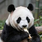 에버랜드 판다월드에서 대나무를 먹고 있는 귀여운 판다