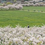 2026 고창 청보리밭 축제 가이드와 주변 여행지 2026 고창 청보리밭 축제의 넓은 초록 들판과 유채꽃이 어우러진 봄 풍경