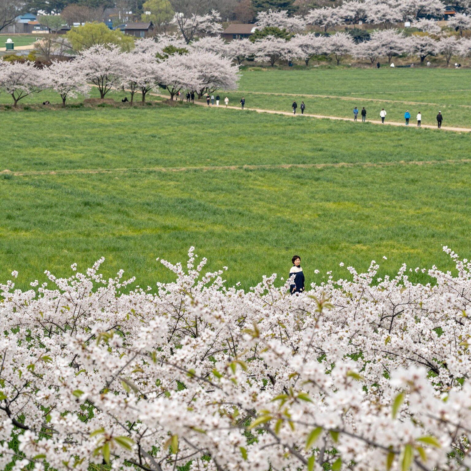 2026 고창 청보리밭 축제의 넓은 초록 들판과 유채꽃이 어우러진 봄 풍경