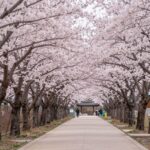 계룡산 동학사 입구 화려한 벚꽃 터널 길 양쪽에 핀 분홍빛 벚꽃나무