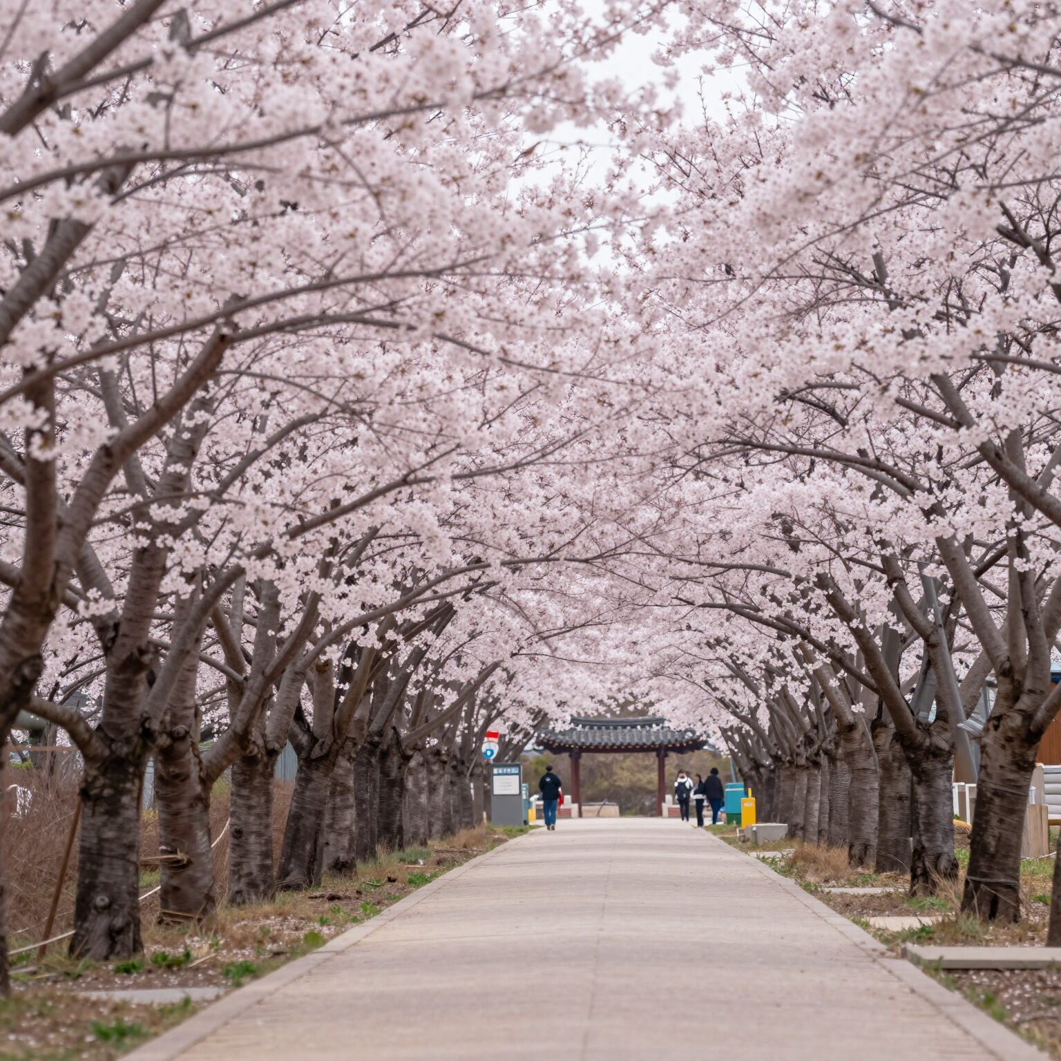 계룡산 동학사 입구 화려한 벚꽃 터널 길 양쪽에 핀 분홍빛 벚꽃나무