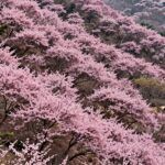 황매산 고원에 펼쳐진 넓은 분홍색 철쭉 군락 풍경