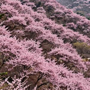 황매산 고원에 펼쳐진 넓은 분홍색 철쭉 군락 풍경