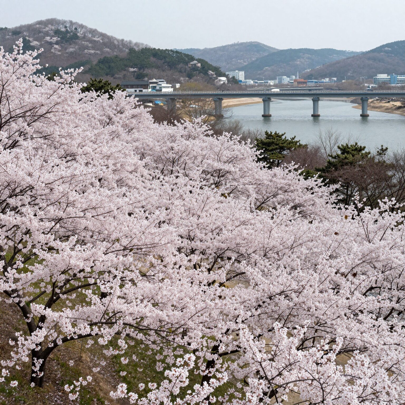 광주 황룡친수공원 넓은 유채꽃밭과 평동교 배경