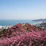 보성 일림산 정상에서 바라본 철쭉 군락과 남해 바다의 파노라마 뷰