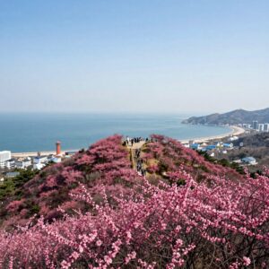 보성 일림산 정상에서 바라본 철쭉 군락과 남해 바다의 파노라마 뷰