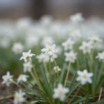 봄에 피어난 하얀 미나리냉이 꽃 close-up 사진