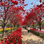 신안튤립공원 홍매화정원의 붉은 매화가 만개한 모습, 꽃길과 푸른 하늘이 조화를 이룬 풍경