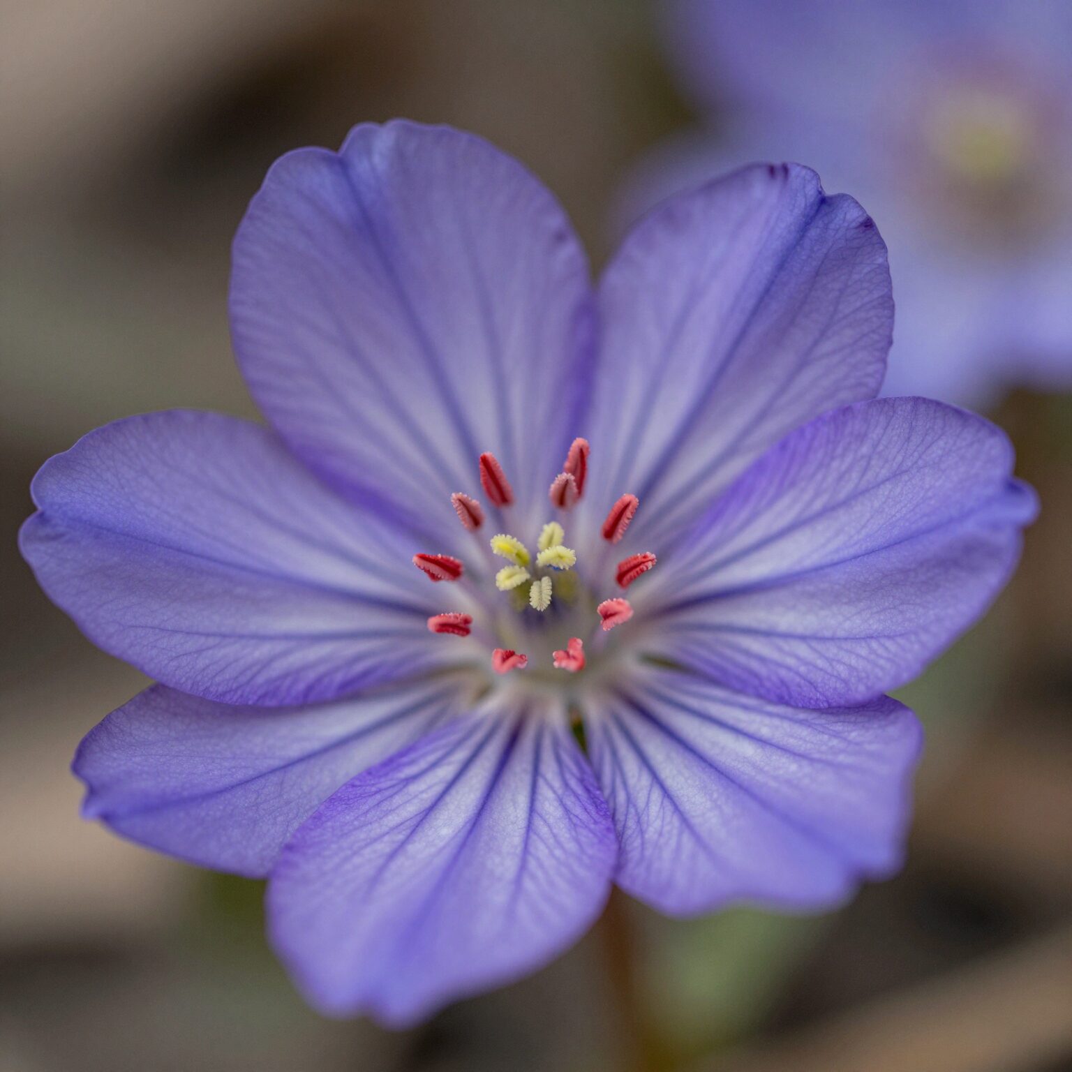 솔붓꽃 꽃 가까이에서 본 모습, 보라색 꽃잎과 흰색 그물무늬, 붉은색 포엽이 선명하게 보임