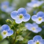 봄까치꽃 개불알꽃의 모든 것 봄까치꽃의 하늘색 꽃잎과 섬세한 디테일을 클로즈업한 사진