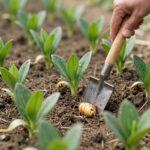 봄 텃밭에 초록색 싹이 돋아난 모습과 감자 모종을 심는 도구