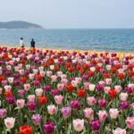 2026 태안 세계튤립꽃박람회 방문 정보와 숙소 추천 태안 튤립 축제 장면, 화려한 색상의 튤립 꽃밭과 배경의 푸른 바다가 조화를 이룬 풍경