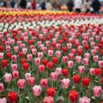 태안 튤립축제 전경과 튤립 꽃밭 풍경