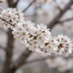 유럽분꽃나무 키우기와 정원 활용법 유럽분꽃나무의 하얀 꽃송이와 분홍빛 봉오리가 함께 있는 모습