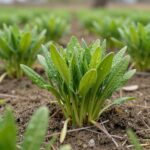 찔레순 효능과 채취 시기 활용법 봄 들판에 자라는 신선한 찔레순 나물