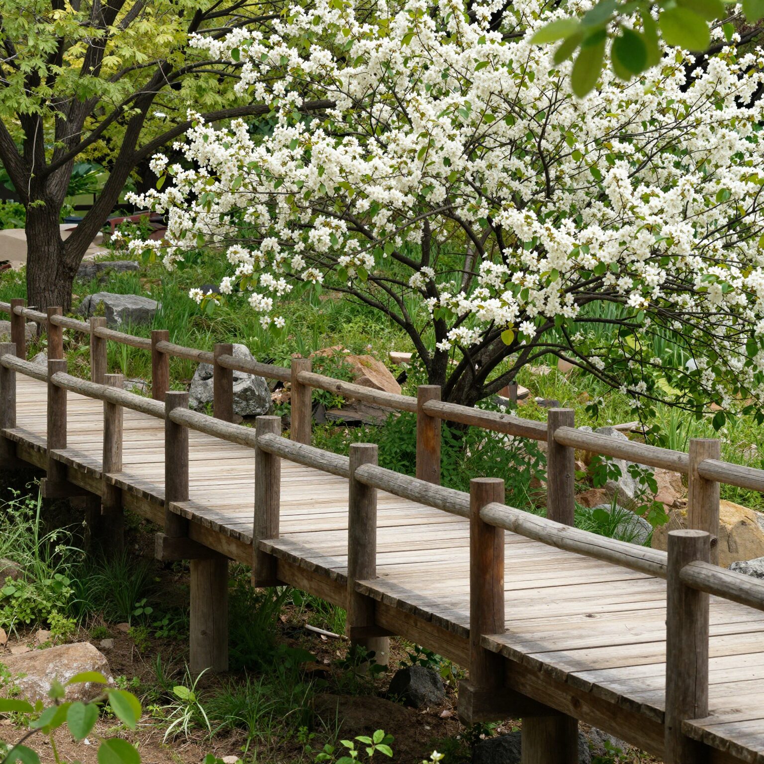 햇빛이 비치는 2층 나무다리와 등나무꽃이 어우러진 풍경