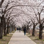 2026년 4월 12일 특별한 경험을 위한 정보 봄날 영랑호 산책로와 벚꽃 나무 풍경