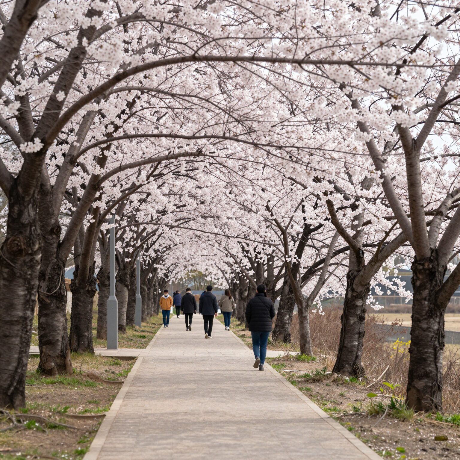 봄날 영랑호 산책로와 벚꽃 나무 풍경