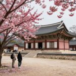 2026년 살구꽃 만개 시기 명소 경주 불국사에 만개한 살구꽃
