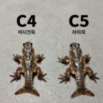 아기크록스 고르는 팁과 사이즈 아기크록스 C4와 C5 사이즈 비교 사진, 발 크기 차이가 확연히 보인다.