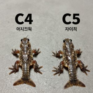 아기크록스 C4와 C5 사이즈 비교 사진, 발 크기 차이가 확연히 보인다.