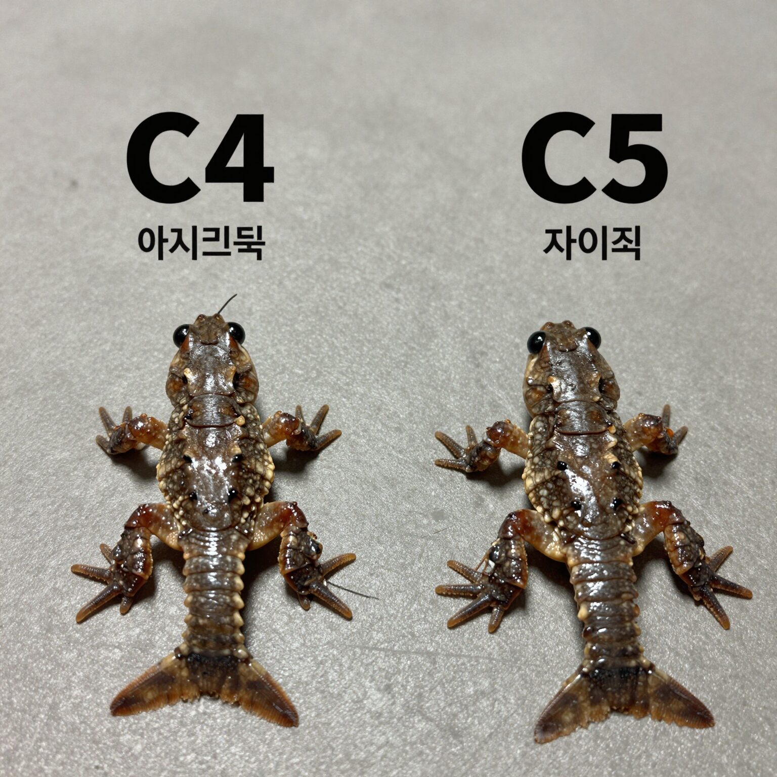 아기크록스 C4와 C5 사이즈 비교 사진, 발 크기 차이가 확연히 보인다.