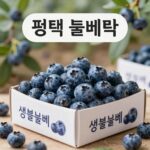 평택 뜰안에 블루베리 농장에서 갓 수확한 생블루베리 1kg 박스와 알알이 빛나는 보라색 열매