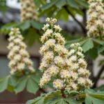 밤꽃나무 향기 효능 꽃말 재배 Chestnut blossoms in full bloom in early June