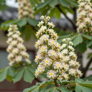 Chestnut blossoms in full bloom in early June