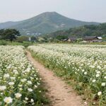 DMZ 펀치볼 둘레길 감자꽃 숲길에서 바라본 감자밭과 금강산 풍경