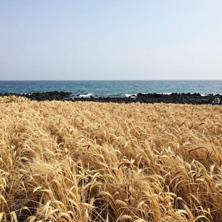 제주 가파도 청보리밭에서 바라본 바다와 보리 물결 풍경