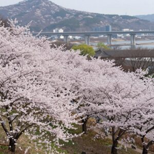 구리 한강시민공원 유채꽃밭과 고덕토평대교 배경 풍경