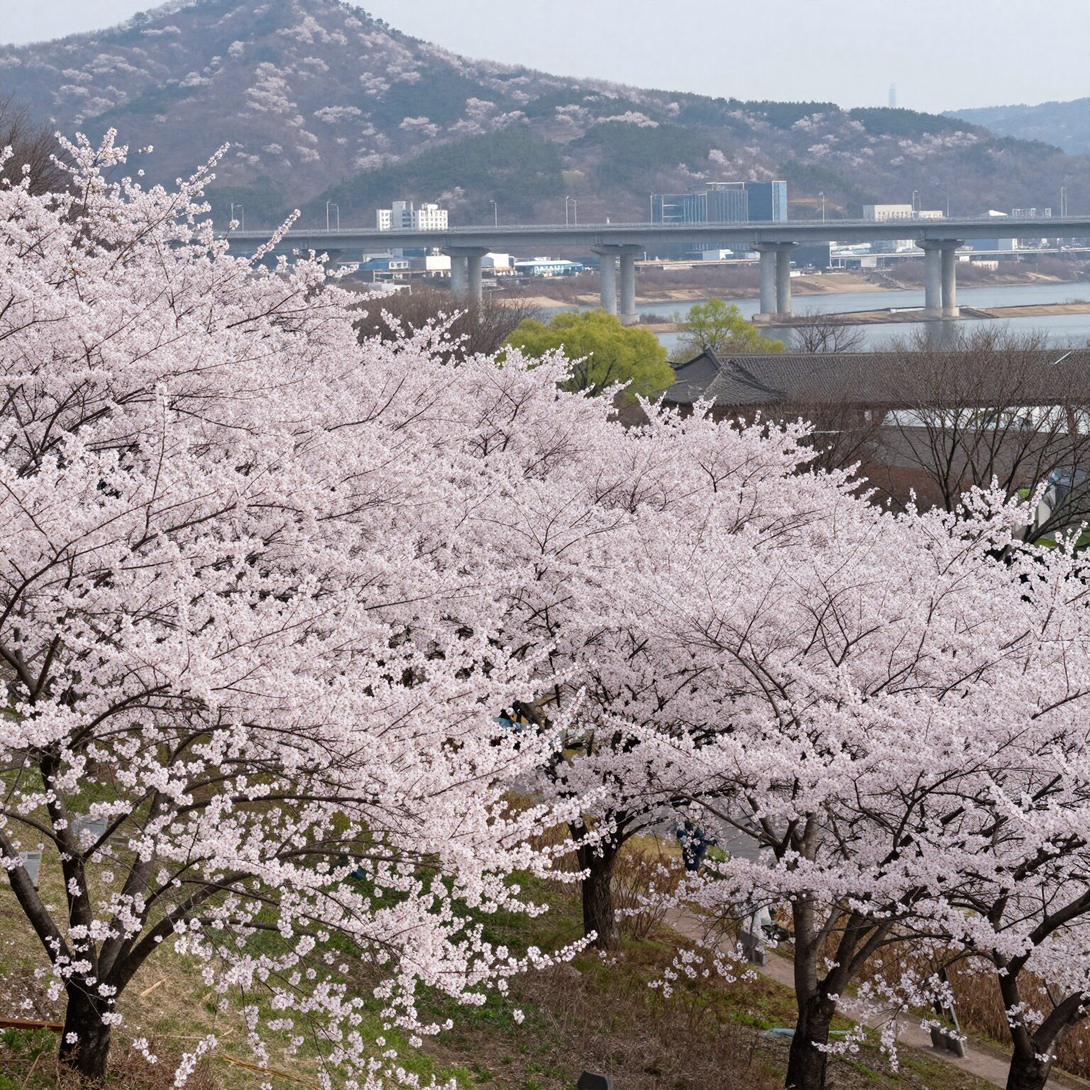 구리 한강시민공원 유채꽃밭과 고덕토평대교 배경 풍경