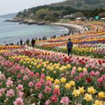 6월 꽃축제 완벽 정리 놓치면 후회 자라섬 꽃페스타 양귀비와 수국이 만개한 전망대 풍경