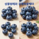 블루베리 1키로 비교 - 생블루베리와 냉동블루베리 크기와 상태 비교