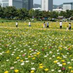 부여 궁남지 연꽃 축제와 여행 팁 부여 궁남지 연꽃 만발한 여름 풍경
