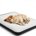 듀라론 쿨매트 강아지 여름 준비 강아지가 듀라론 3D 매쉬 쿨매트 위에서 시원하게 낮잠을 자는 모습
