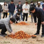 2026 감물감자축제 일정 체험 후기 감물감자축제 감자캐기 체험 현장 모습
