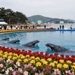 장생포 수국축제 2026 핵심 정보 2026 울산 장생포 수국축제 고래광장 수국 만개 모습