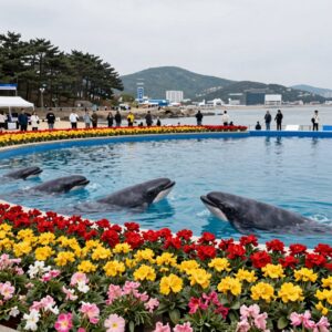 2026 울산 장생포 수국축제 고래광장 수국 만개 모습