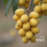 비파열매 효능과 제철 비파나무에 열린 노란 열매 사진