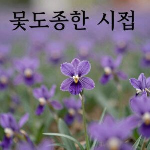 흔들리며 피는 꽃 도종환 시집 표지와 함께 보라색 꽃이 흔들리는 이미지