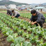 남부지방에서 재배한 김장무 솎아내기 후 건강하게 자라는 모습