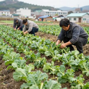 남부지방에서 재배한 김장무 솎아내기 후 건강하게 자라는 모습